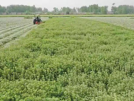 艾草基地種植